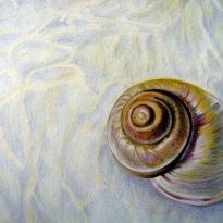 Sea and shell